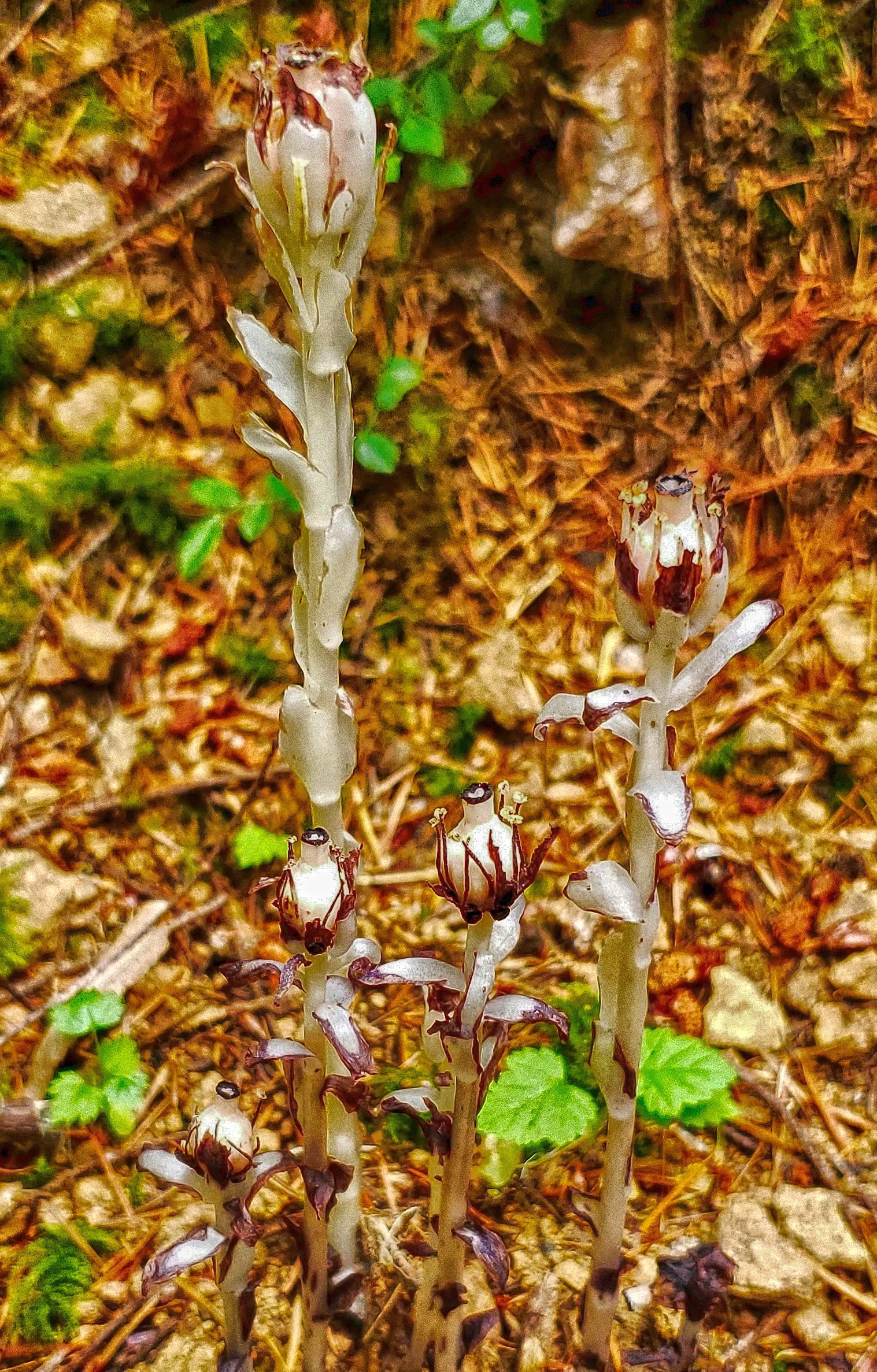 Indian Pipe